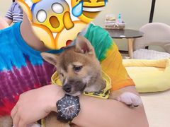 -逗柴咖啡屋·狗咖猫咖宠物桌游