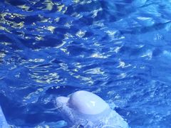 -海合安青岛极地海洋公园