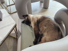 -藏猫猫咖啡主题馆(中央大道店)