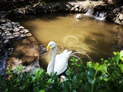-燕塞湖鸟语林景区