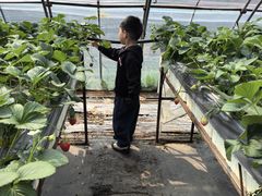 -甜心庄园·甜心草莓采摘园(西青中北店)