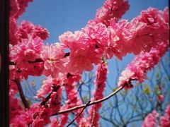 -九华山公园
