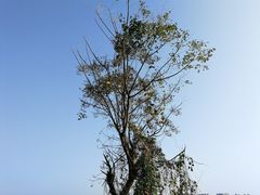 -重庆平顶山公园