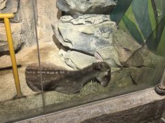 -萌宠奇缘(荣鼎店)