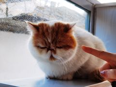 -喵屿·大理花园猫咖