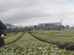 -雪绿茶博物馆