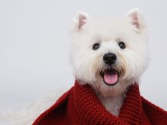 -FAELING PETS美天灵宠物(富力广场店)