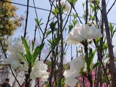 -南汇桃花村