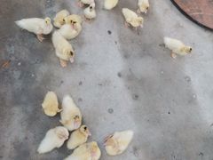 -广州长隆飞鸟乐园