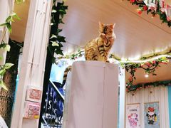 -猫小院猫主题咖啡厅(北锣店)