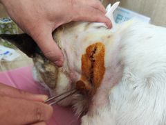 -北京观赏动物医院·24小时大型综合·猫专科·异宠专科
