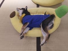 -逗柴咖啡屋·狗咖猫咖宠物桌游
