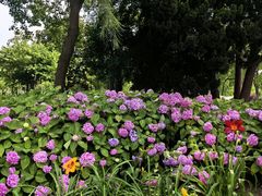 -上海滨江森林公园