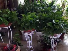 -金陵花卉交易市场