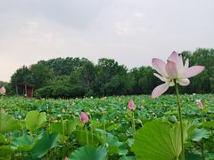 -东郊湿地公园