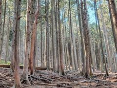 -庐山风景区花径公园