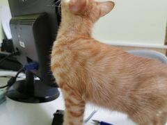 -瑞鹏宠物医院·骨科·猫科·内科(第一中心)