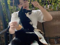 -柴犬高等学院·狗咖·柴犬售卖·宠物训练