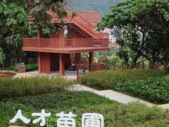 -银湖山郊野公园-相思林