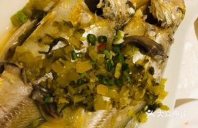 Snow Cabbage Snapper
