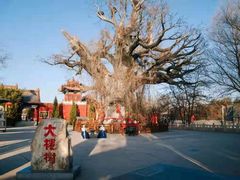 -大槐树寻根祭祖园