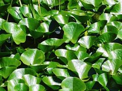 -大连植物园