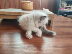 -楼上猫咖(罗湖店)