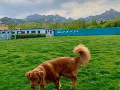 -趣玩宠物乐园寄养训犬训狗游泳池