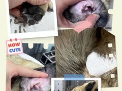 -读宠于你·约克夏比熊·睫角守宫·爬宠售卖(高新店)