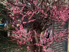 -杭州植物园