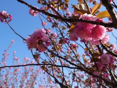 -高东镇樱花园