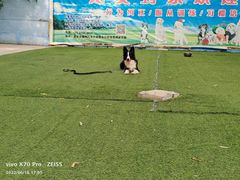 -宠物寄养训练学校