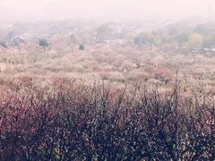 -香雪海