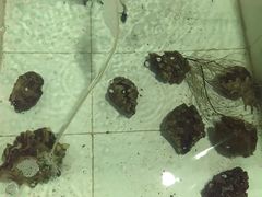 -海盗餐厅