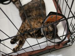 -宠颐生猫科·内科皮肤科(西平世纪城店)