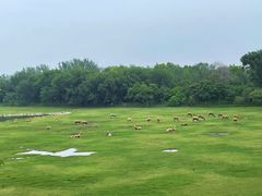 -北京麋鹿生态实验中心