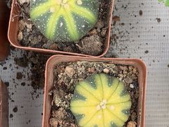 -秦美花卉(天朗·莱茵小城2期店)