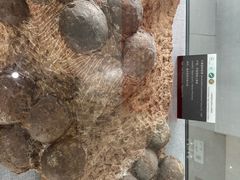 -中国西峡恐龙遗迹园
