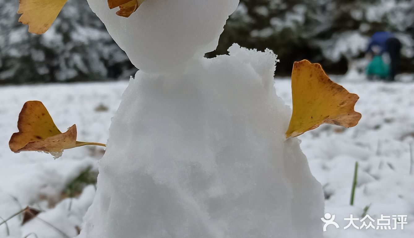 东环公园雪景和黄叶