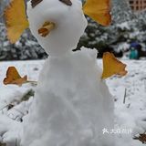 东环公园雪景和黄叶