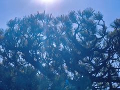 -扬州大运河文化旅游度假区·盆景园