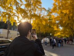 -三里屯东五街银杏大道