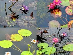-云溪植物园