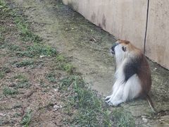 -合肥野生动物园