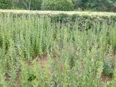 -洛阳白云山景区