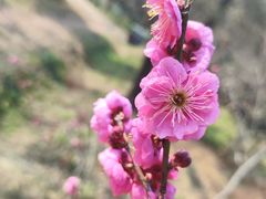 -梅花山(明孝陵内)