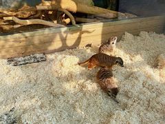 -大连森林动物园