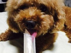 -安安宠医宠物医院·异宠·犬猫内科(岳阳分院)