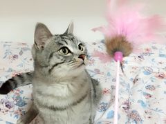 -佳怡动物医院·平价24小时·猫专科骨外科