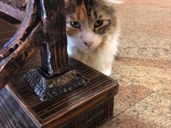 -more than meow吴止猫主题餐厅(承德 中船汇店)